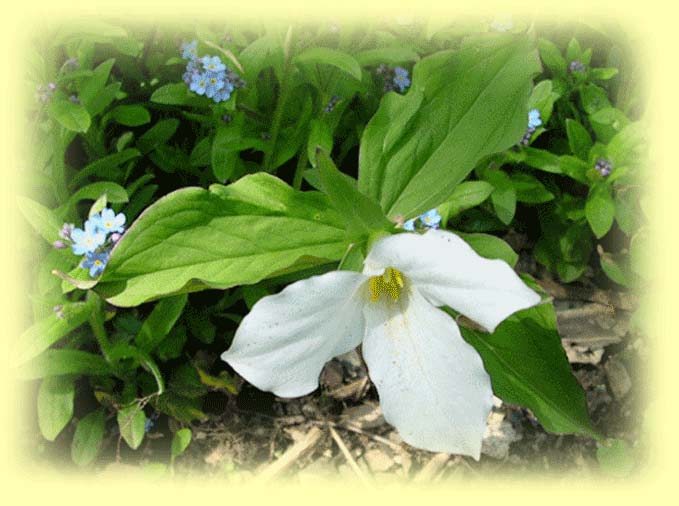 Trillium