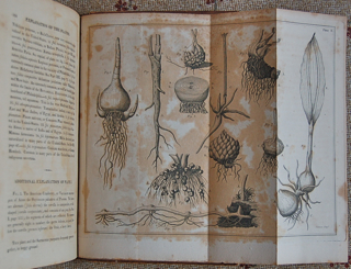 Elements of Botany: or Outlines of the Natural History of Vegetables. Illustrated by Forty Plates.