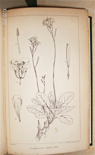 Niger Flora, or, An Enumeration of the Plants of Western Tropical Africa, collected by the late Dr. Theodore Vogel.