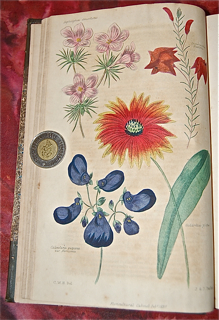 The Floricultural Cabinet and Florist's Magazine.