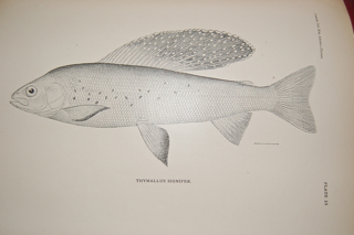 Contributions to the Natural History of Alaska. Results of investigations made chiefly in the Yukon District and the Aleutian Islands; conducted under the auspices of the Signal Service, United States Army, extending from May, 1874, to August, 1881.