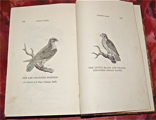 A History of British Birds