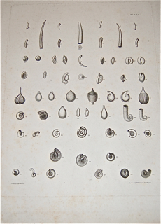 Illustrations of the Conchology of Great Britain and Ireland.