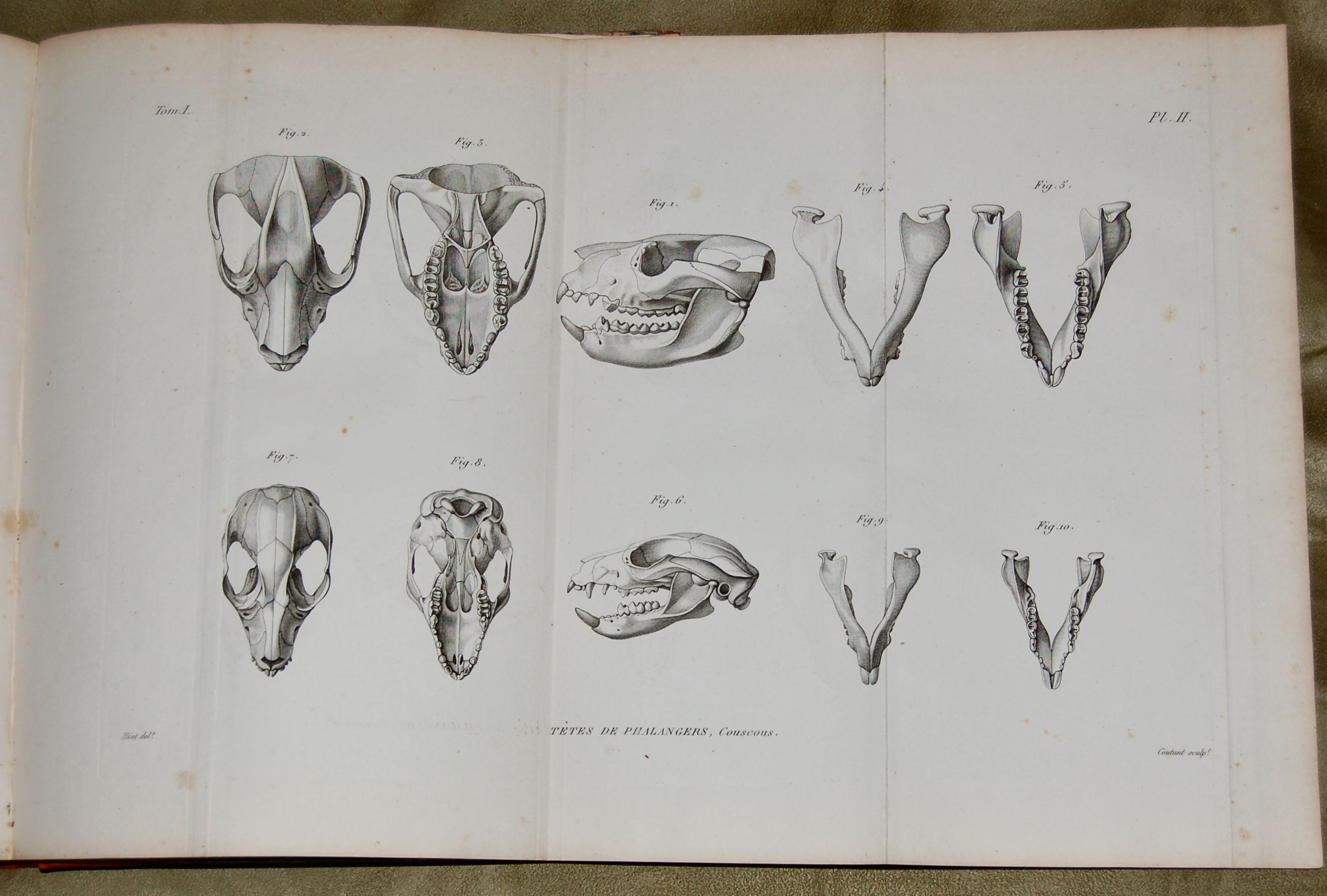 Monographies de Mammalogie, ou Description de Quelques Genres de Mammiferes, dont les Especes Ont Ete Observees dans les Differens Musees de l'Europe; Ouvrage accompagne de planches d'Osteologie, pouvant servir de suite et de complement aux Notices sur le