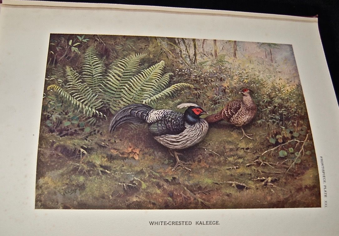 A Monograph of the Pheasants, Volume II.
