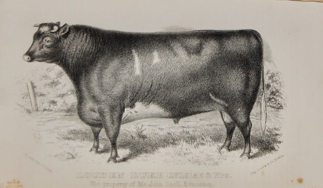  The Cattle Herd Book containing the Pedigrees of Improved Short-Horned Cattle (Volume Two).